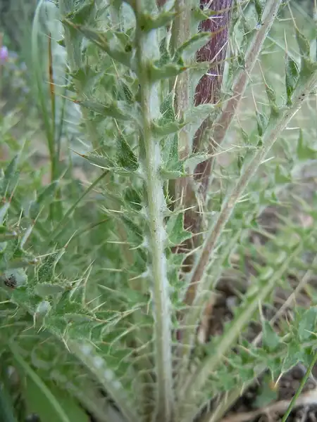 Фото Cirsium (Cirsiums)