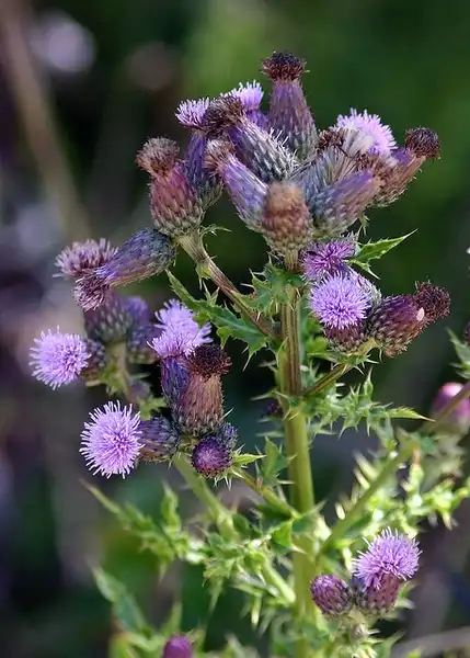 Фото Cirsium - :David A. Hofmann