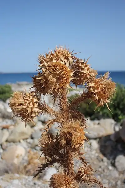 Фото Cirsium - :Leena Saarinen
