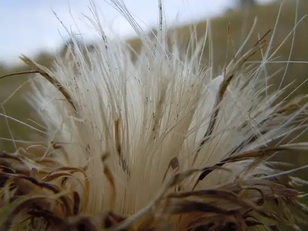 Фото Cirsium - :Matt Lavin