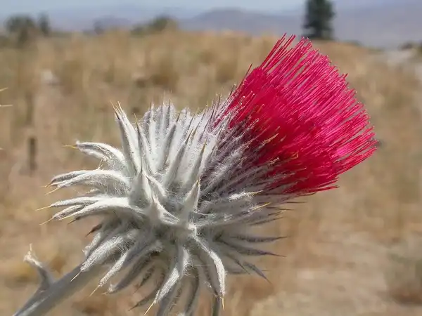 Фото Cirsium - :Matt Lavin