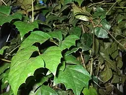Photo of Cissus alata (Cissus alatas)