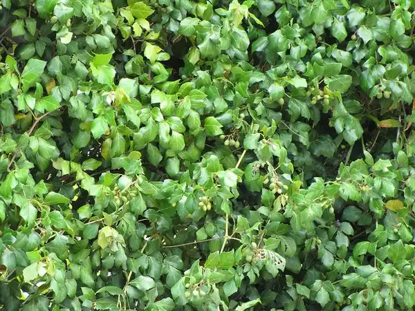 Photo of Cissus alata (Cissus alatas)