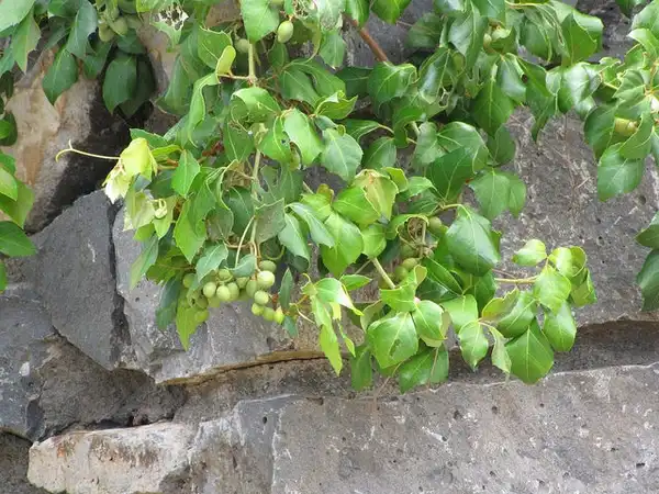 Photo of Cissus alata - Cissus rhombifolia:Forest and Kim Starr