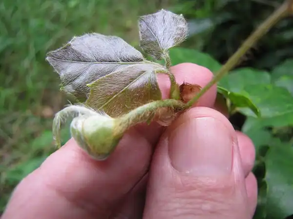 Photo of Cissus alata - Cissus rhombifolia young leaf:Forest and Kim Starr