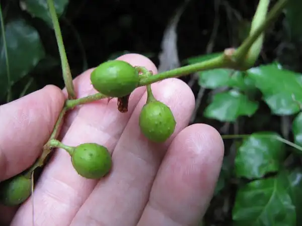 Photo of Cissus alata - Cissus rhombifolia fruit:Forest and Kim Starr