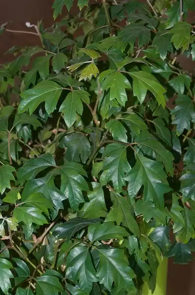 Foto de Cissus antarctica (Cissus antarcticas)