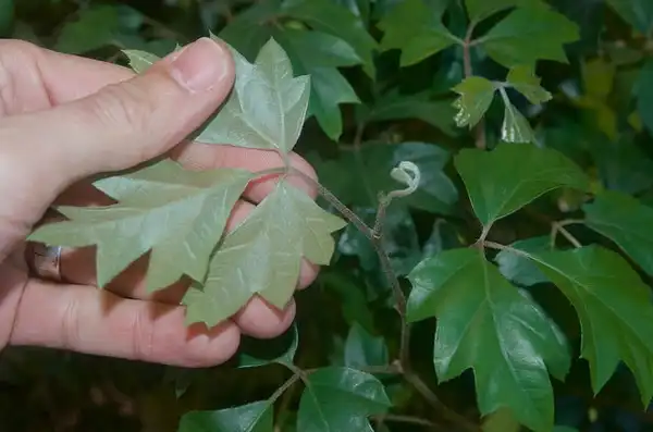 Foto de Cissus antarctica (Cissus antarcticas)