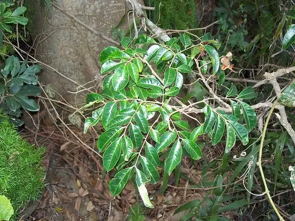 Foto de Cissus antarctica - Cissus antarctica:Pete the Poet