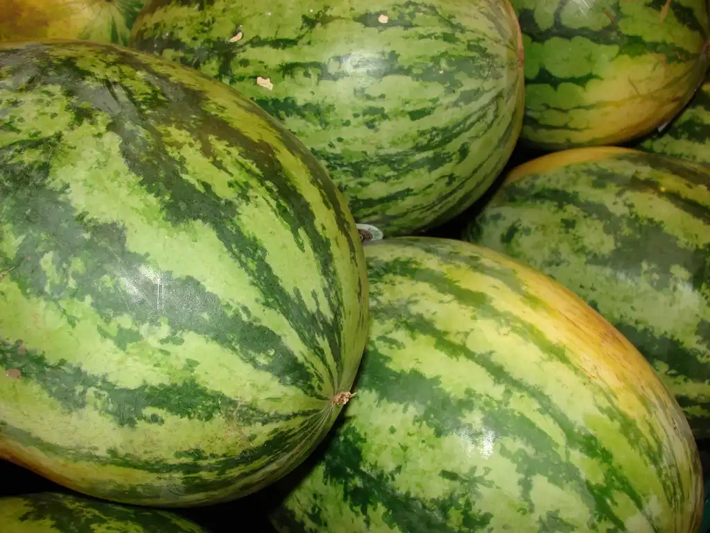 Foto de Citrullus lanatus (Citrullus lanatuss)