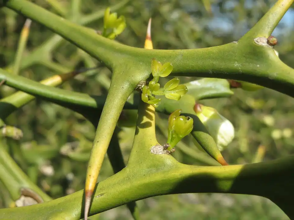 Photo of Citrus trifoliata (Citrus trifoliatas)