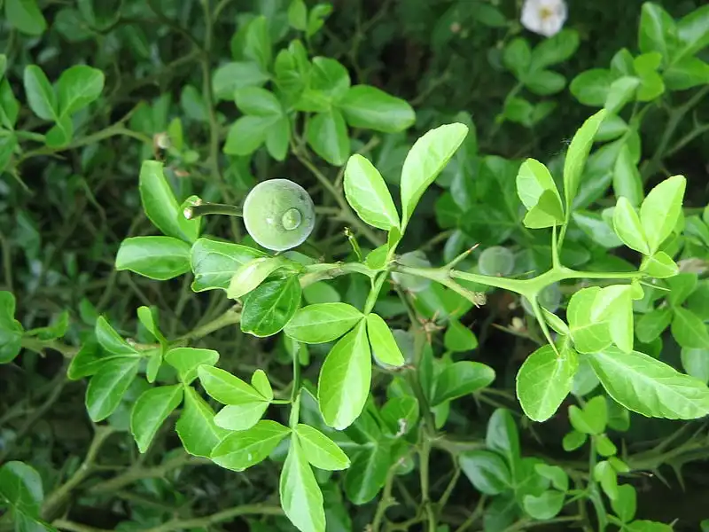 Photo of Citrus trifoliata (Citrus trifoliatas)