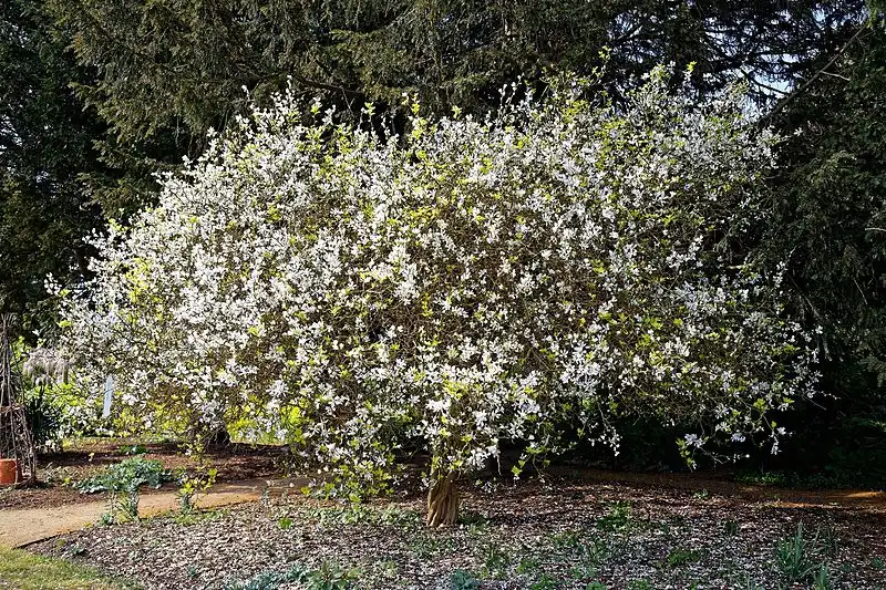 Photo of Citrus trifoliata - Poncirus trifolia:Acabashi