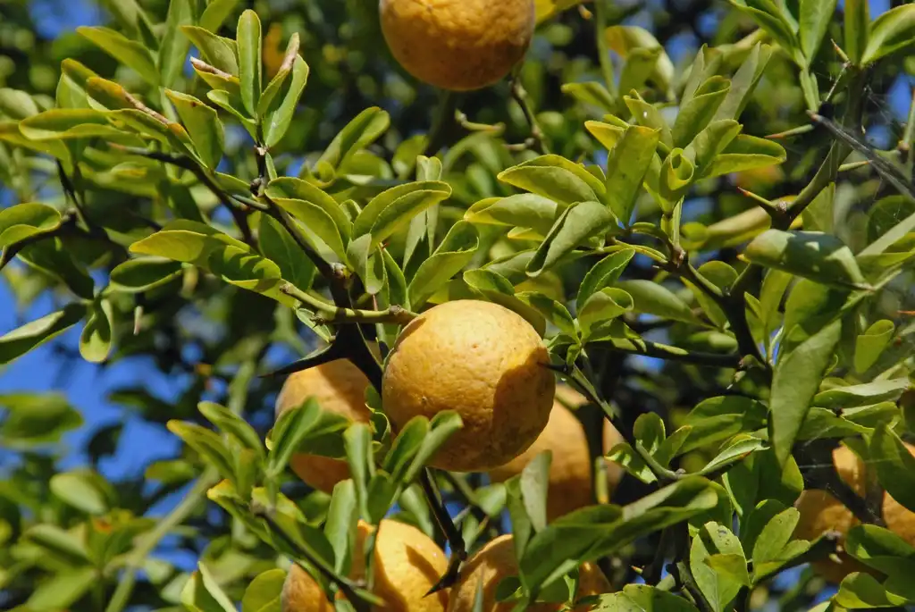Photo of Citrus trifoliata - Fruit and Leaf:Jim Robbins