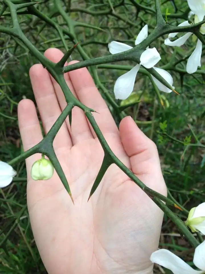 Photo of Citrus trifoliata - Flowers:Jim Robbins