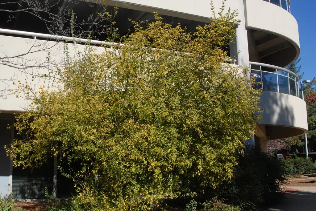 Photo of Citrus trifoliata - Fruit Form:Jim Robbins