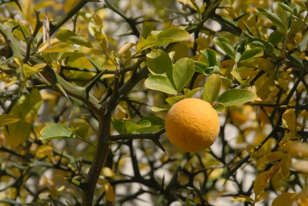 Photo of Citrus trifoliata - Fruit and Leaf Thorns:Jim Robbins