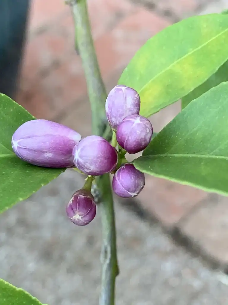 Photo of Citrus x limon 'Meyer' (Citrus x limon 'Meyer's)