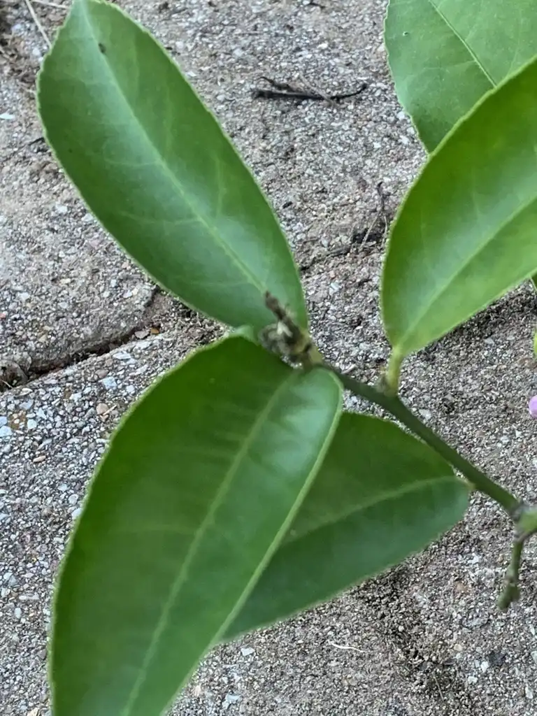 Photo of Citrus x limon 'Meyer' - Leaves:K. Andre
