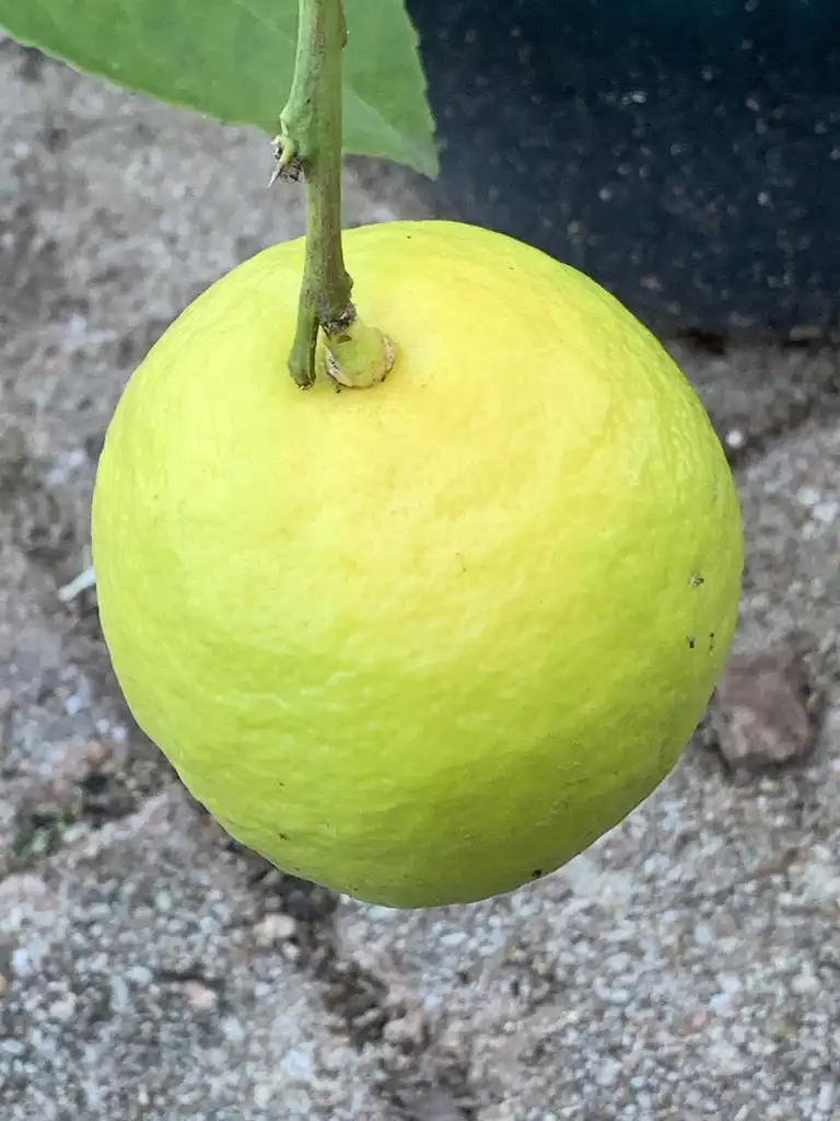 Photo of Citrus x limon 'Meyer' - Ripening fruits:K. Andre
