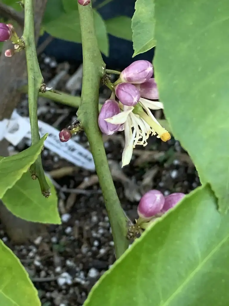 Photo of Citrus x limon 'Meyer' - Stem:K. Andre
