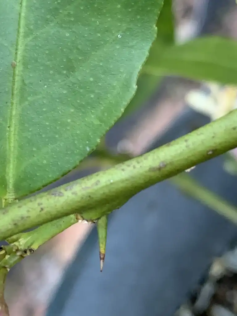 Photo of Citrus x limon 'Meyer' - Stem with spines:K. Andre
