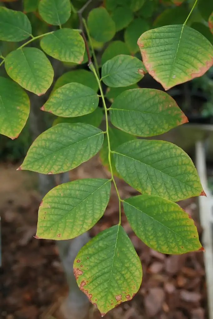 Foto de Cladrastis kentukea (Cladrastis kentukeas)