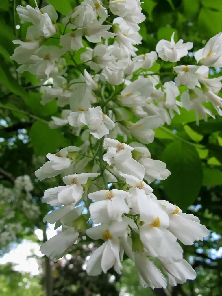 Foto de Cladrastis kentukea (Cladrastis kentukeas)