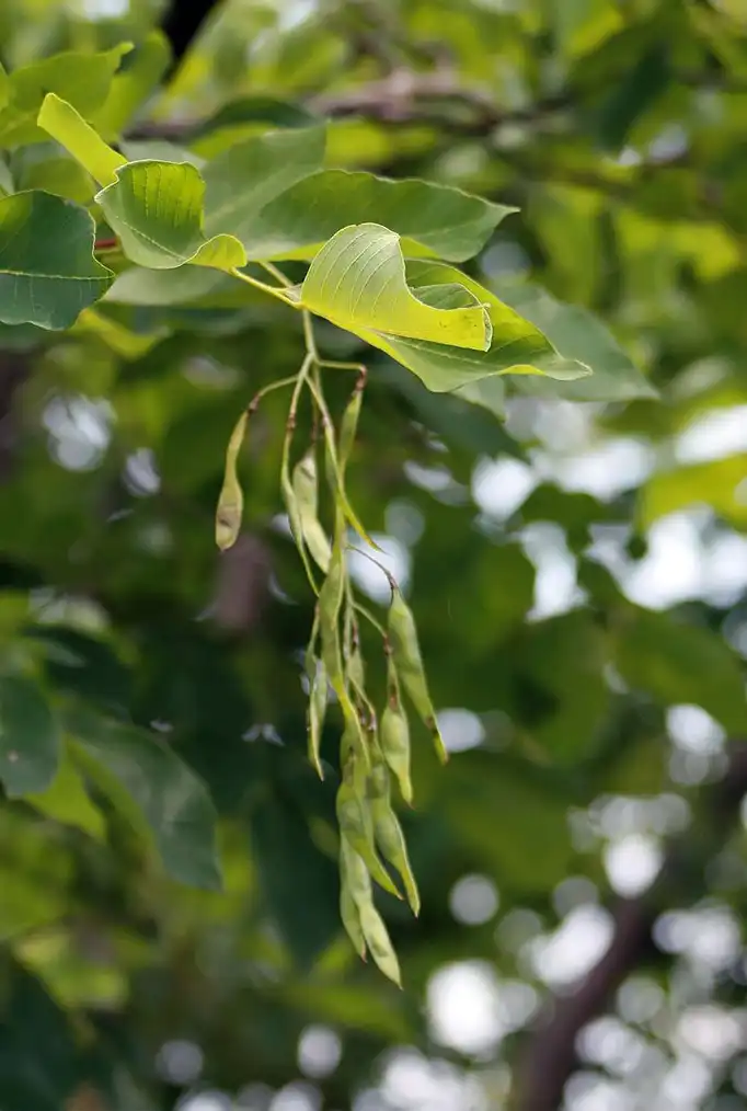 Foto de Cladrastis kentukea - Immature fruits (bean pods):David J. Stang
