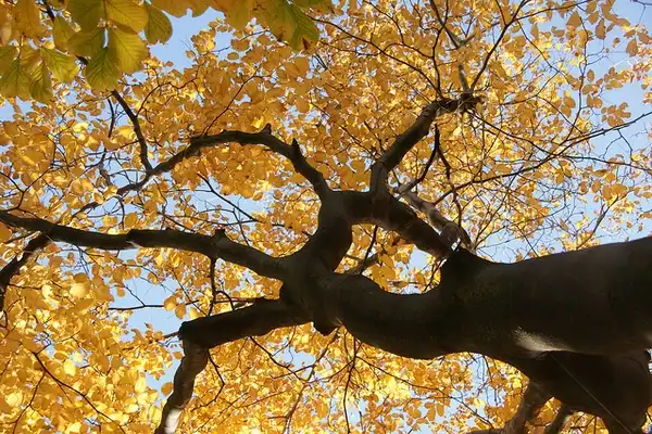 Foto de Cladrastis kentukea - Form and fall color:Romana Klee