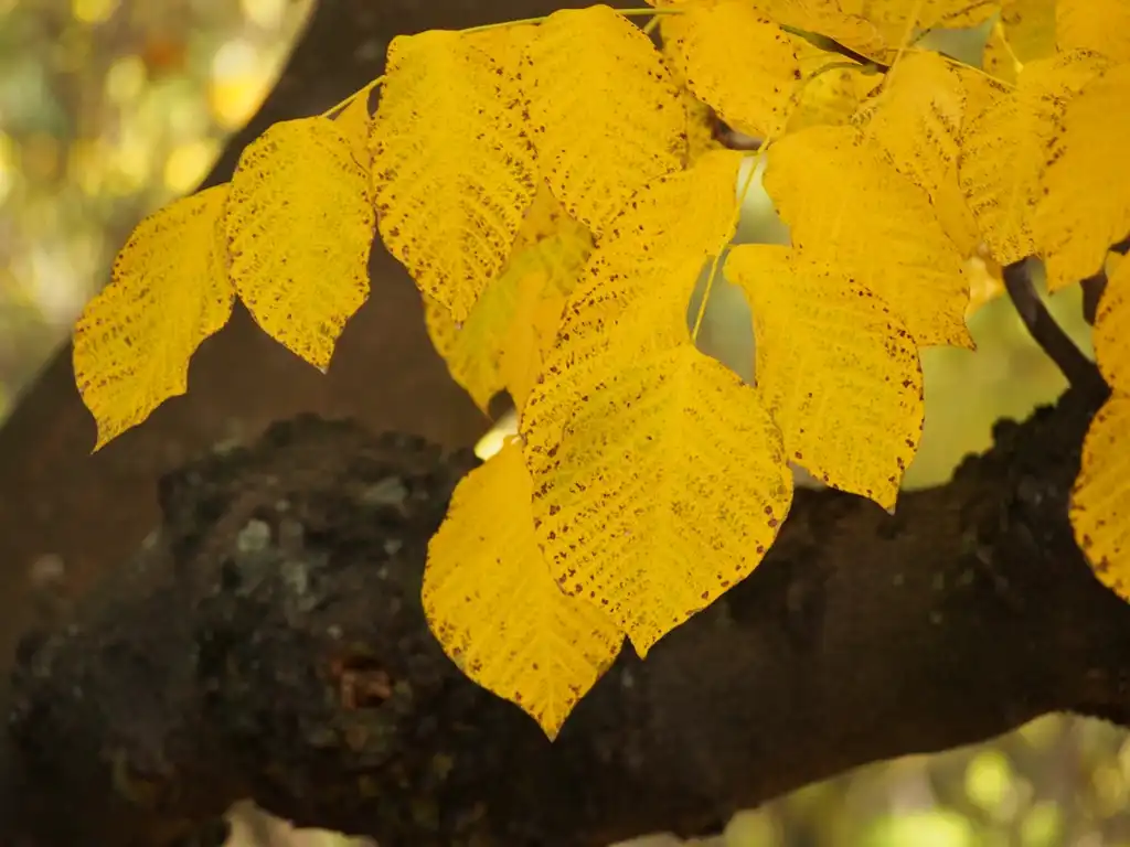 Foto de Cladrastis kentukea - Yellow fall leaf color:Agnieszka Kwiecień