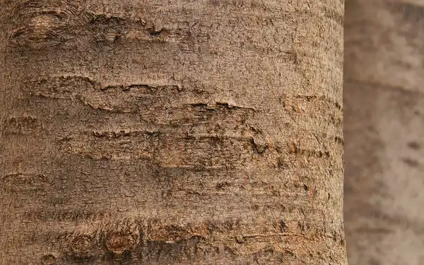 Foto de Cladrastis kentukea - Bark:Romana Klee