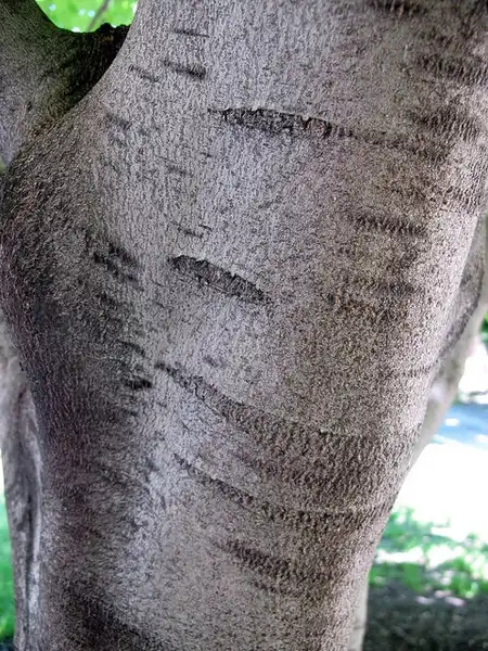 Foto de Cladrastis kentukea - Smooth silver bark:Kristine Paulus