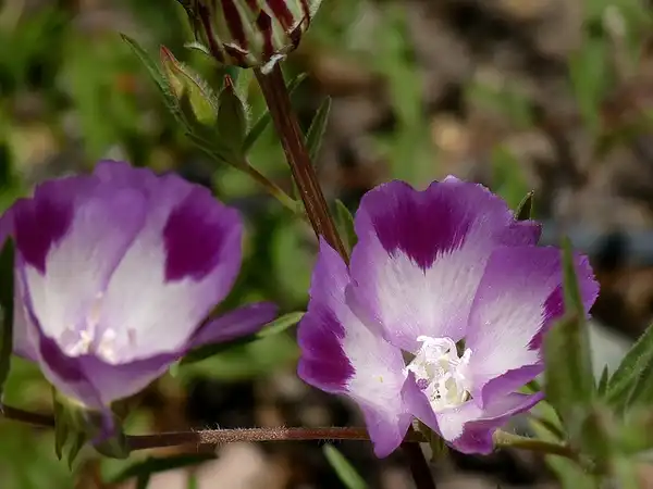Photo of Clarkia hybrids (Clarkia hybridss)