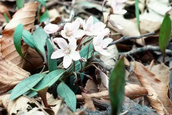 Foto de Claytonia caroliniana (Claytonia carolinianas)