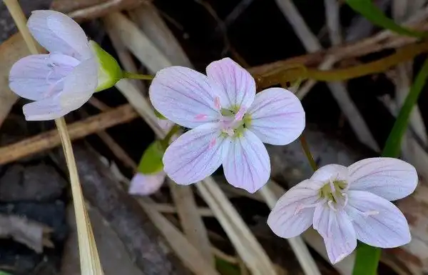 Foto de Claytonia caroliniana (Claytonia carolinianas)