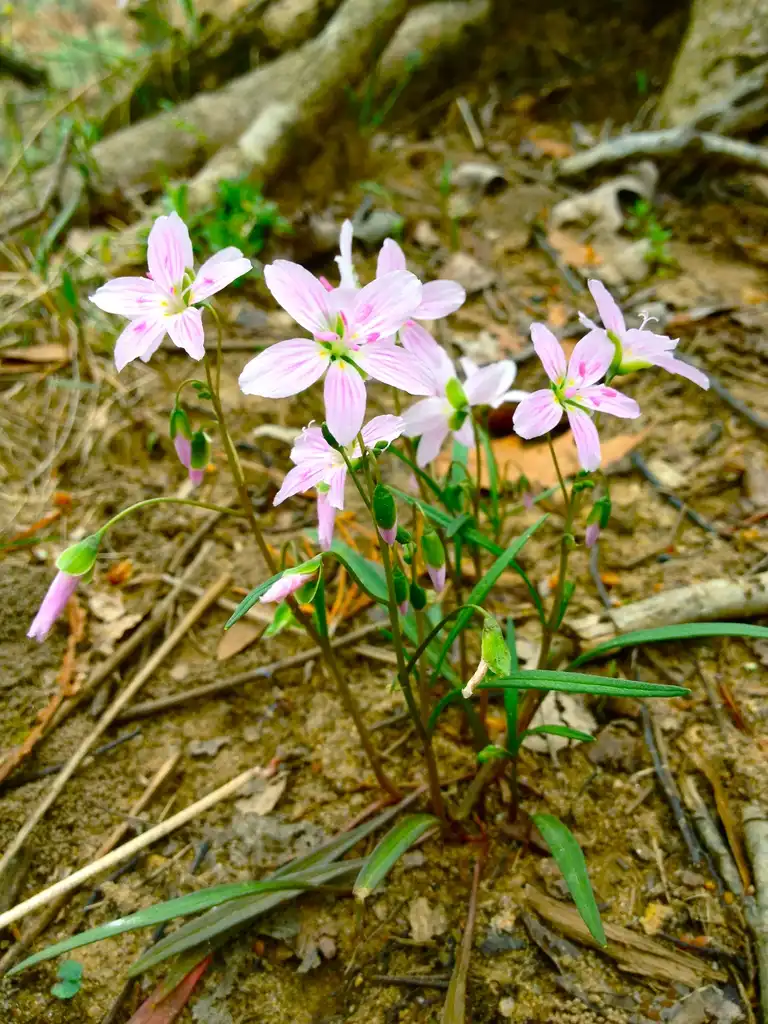Photo of Claytonia virginica (Claytonia virginicas)
