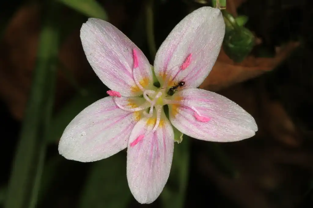 Photo of Claytonia virginica (Claytonia virginicas)