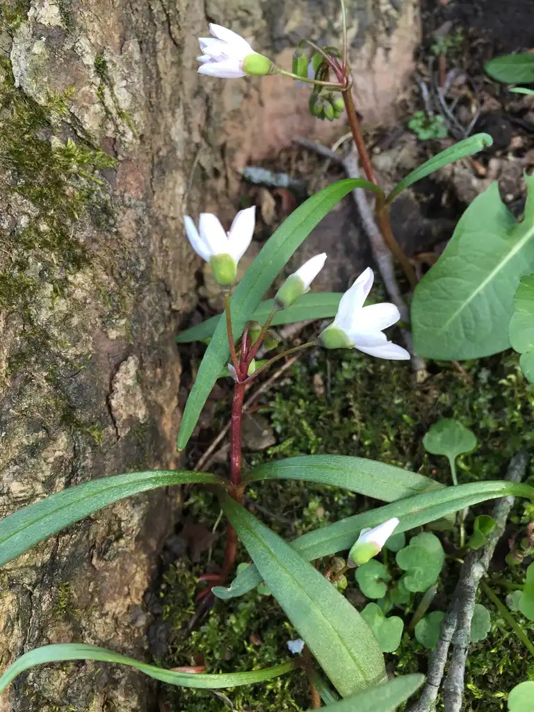 Photo of Claytonia virginica - Leaves and stem:sweetdrake