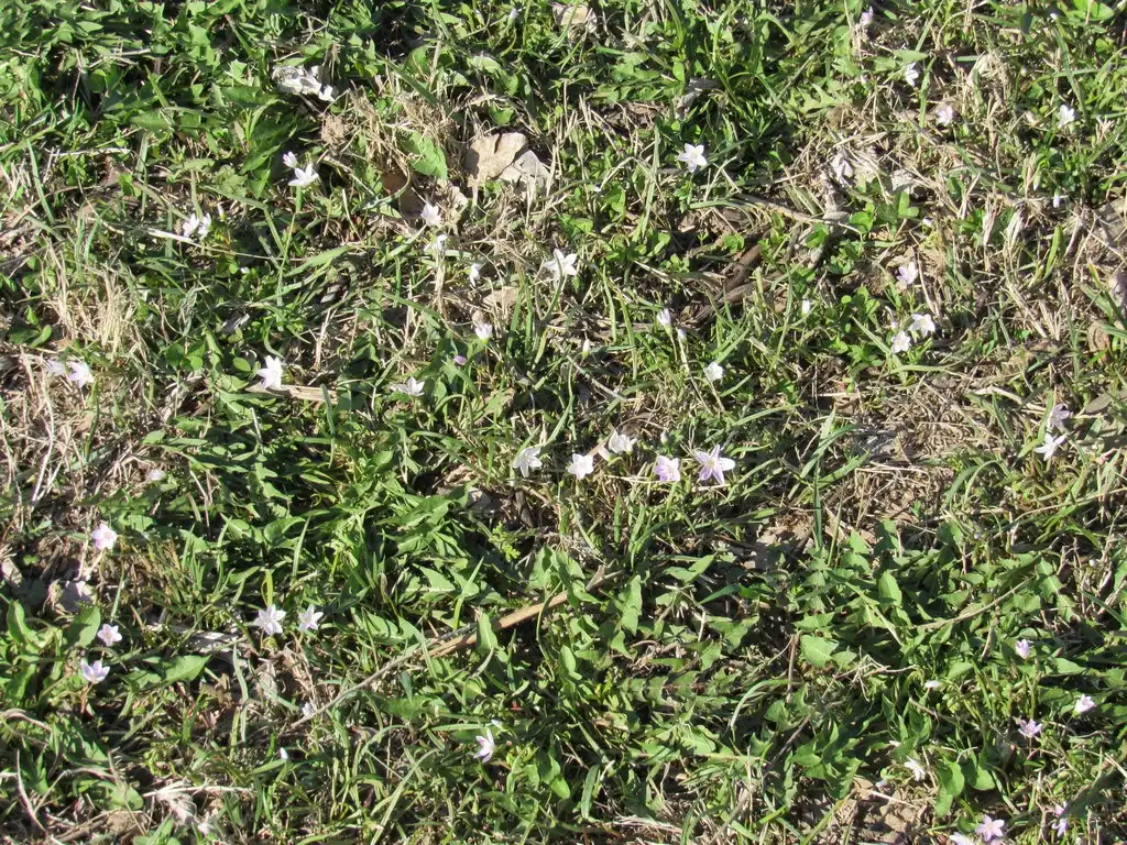 Photo of Claytonia virginica - Naturalized:Ves