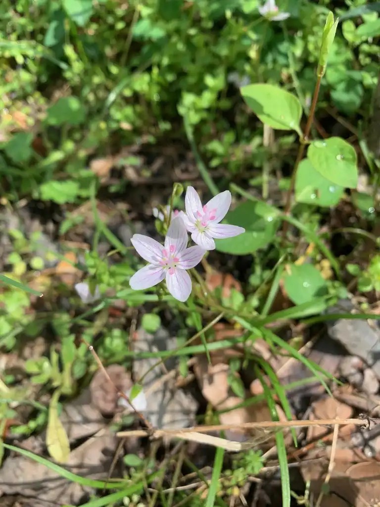 Photo of Claytonia virginica - spring flower, Union County, NC:Kristyna Culp