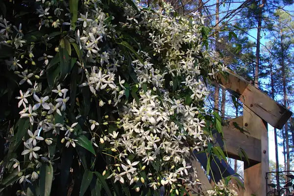 Foto de Clematis armandii (Clematis armandiis)