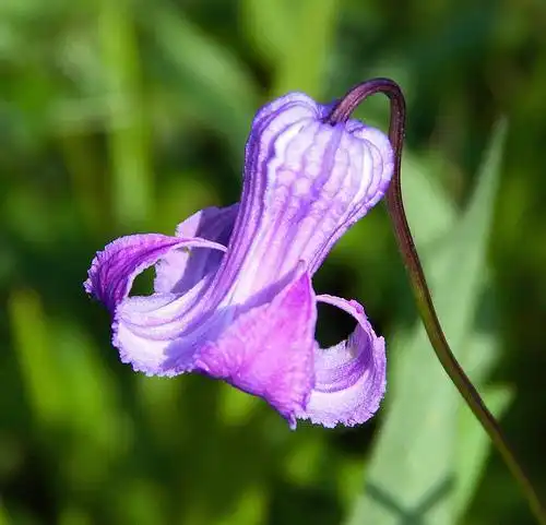 Фото Clematis crispa (Clematis crispas)