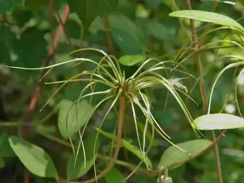 Фото Clematis crispa (Clematis crispas)