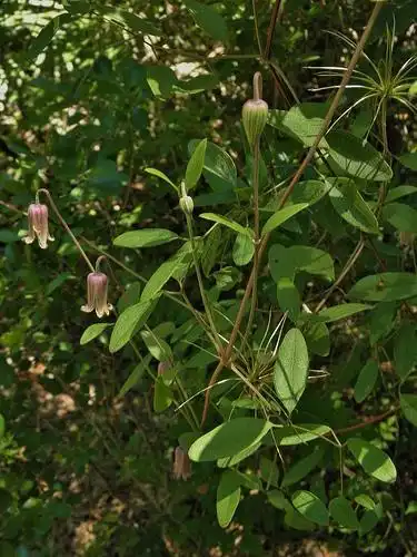 Фото Clematis crispa - :Photo by Sharpj99