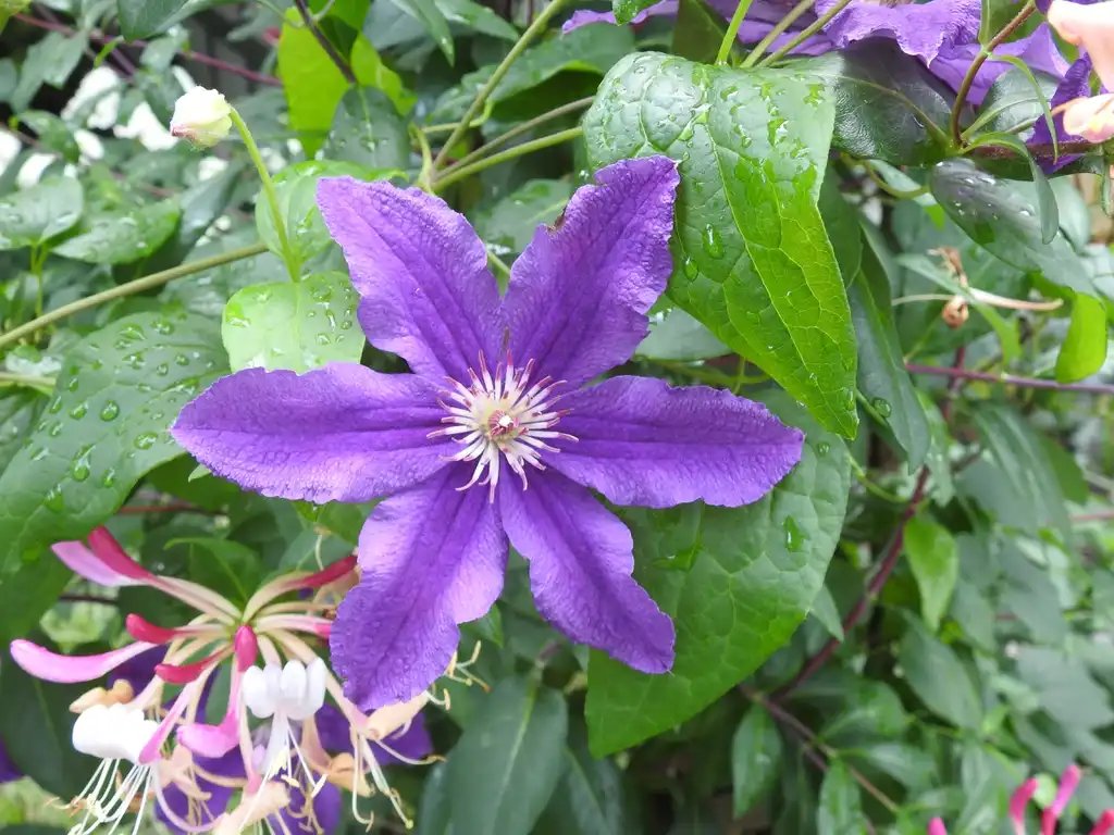 Photo of Clematis hybrida (Clematis hybridas)