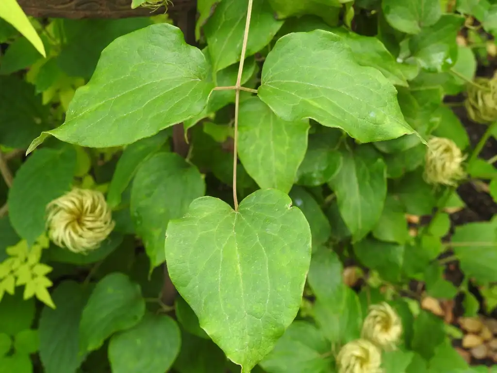Photo of Clematis hybrida (Clematis hybridas)