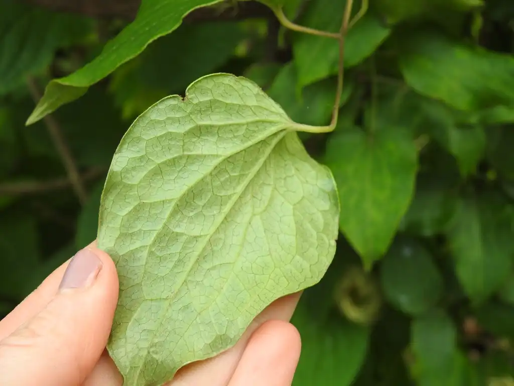 Photo of Clematis hybrida - Clematis 'Moniuszko' back leaf:Kathleen Moore