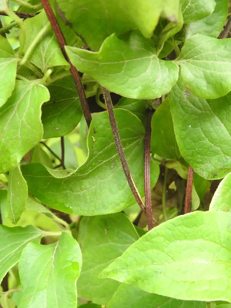 Photo of Clematis hybrida - Clematis 'Moniuszko'stems:Kathleen Moore