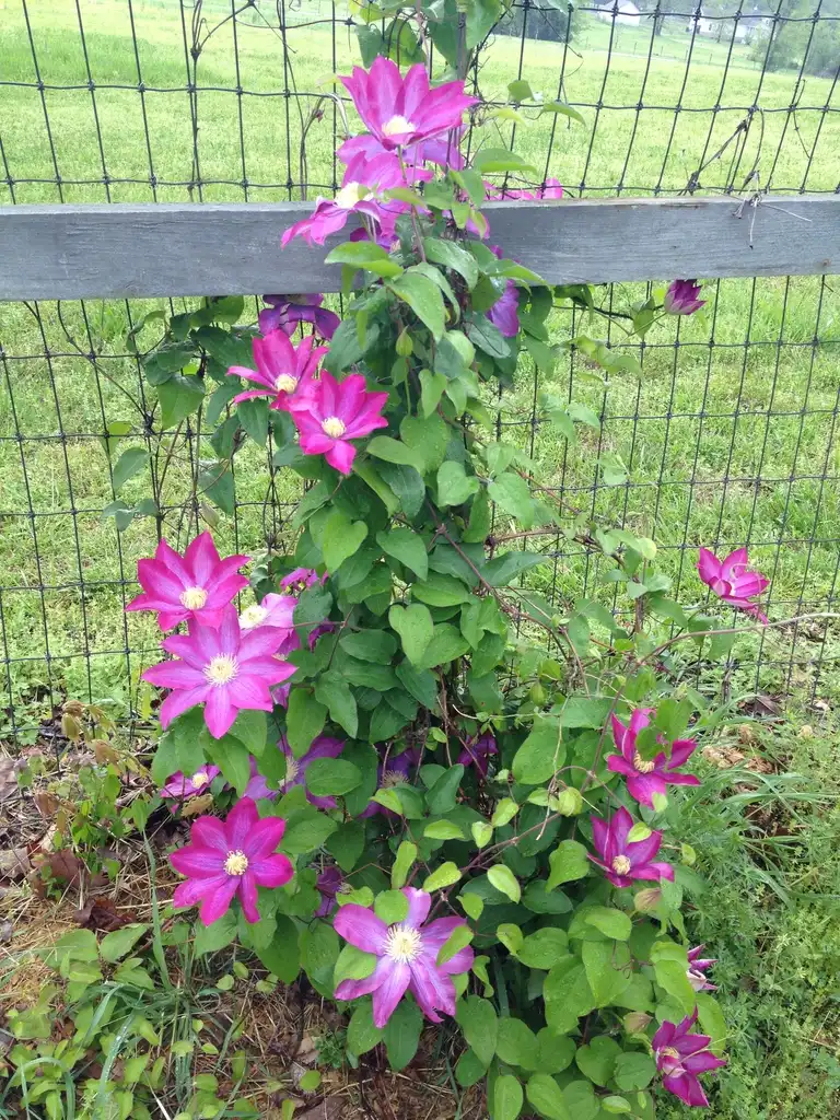 Photo of Clematis hybrida - Flower Form:Jim Robbins